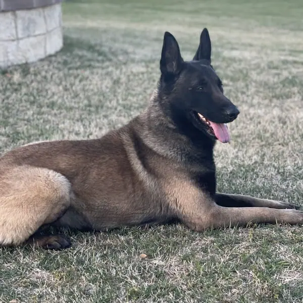 Butch-8-Belgian-Malinois-Family-Protection-Dog