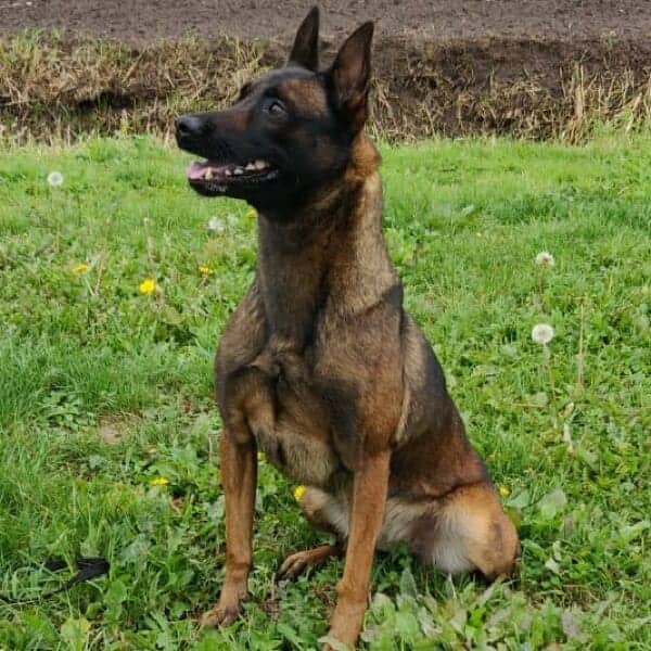 Cadi-2-Belgian-Malinois-Family-Protection-Dog