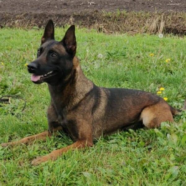 Cadi-3-Belgian-Malinois-Family-Protection-Dog