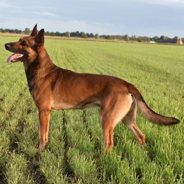 Cane-1-Belgian-Malinois-Family-Protection-Dog