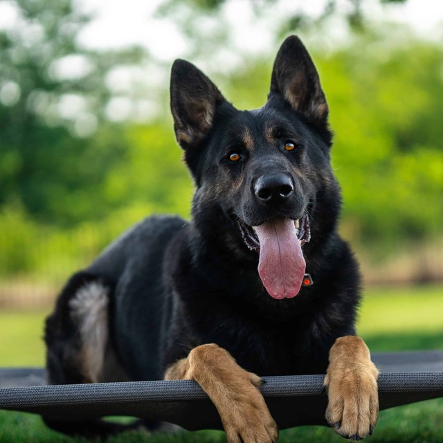 Uxo German Shepherd dog. We only keep 1-3 dogs on hand at any given time