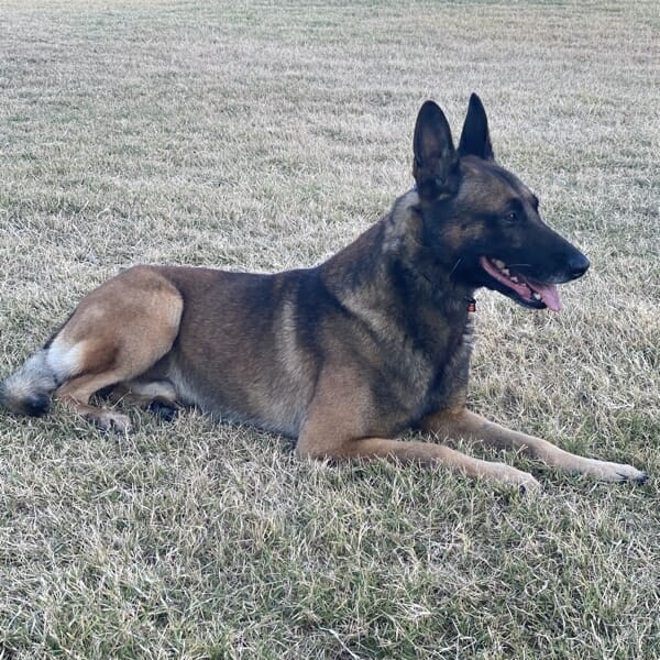Diesel Malinois Family Protection Dog K9 for sale