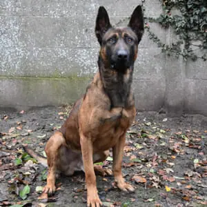 Diesel-B-Belgian-Malinois-Family-Protection-Dog