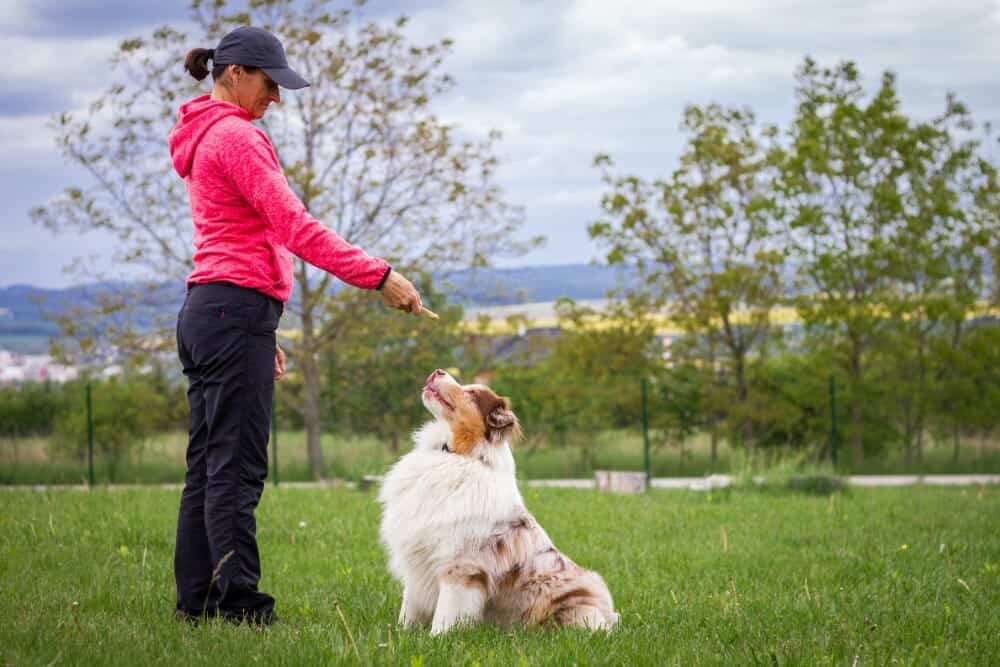 dog being trained with a dog command