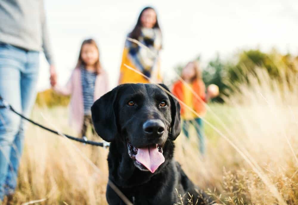 Dog-with-Family-Outside-small