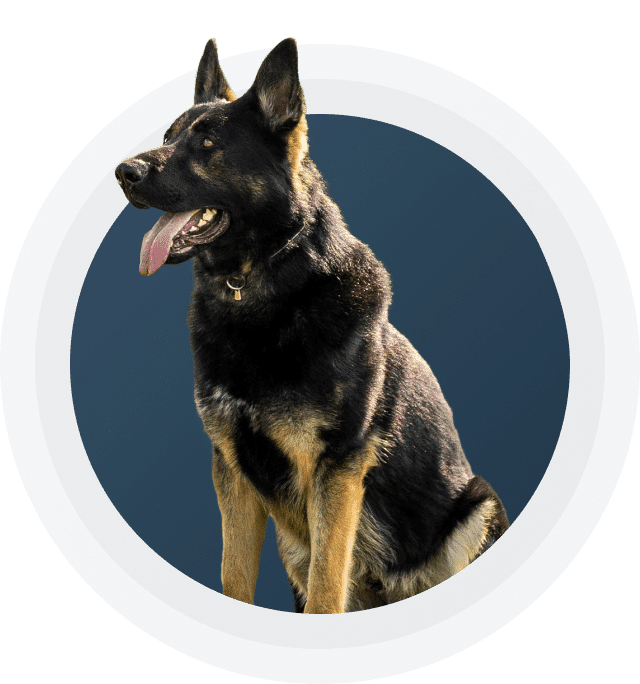 FULLY-TRAINED GUARD DOGS FROM SCOTTS K9