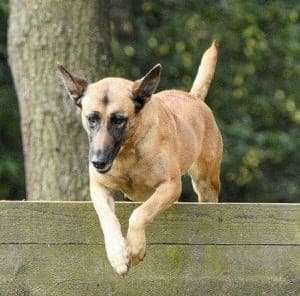 Fay-Belgian-Malinois-Police-Dog-1