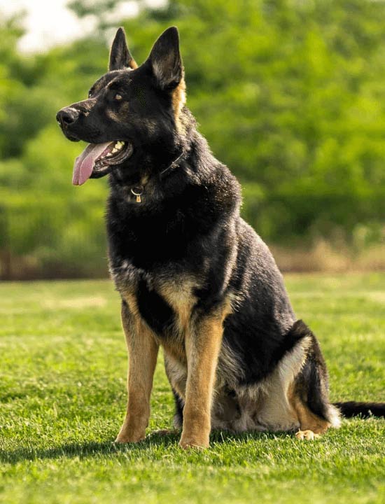 Executive Protection Dogs - Scott's K9 Story