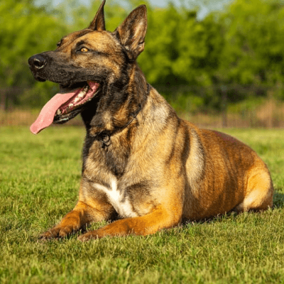 German shepherd guard store dog for sale