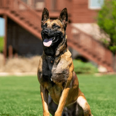 German-Shepherd-Belgian-Malinois-Protection-Dogs-2 (1)