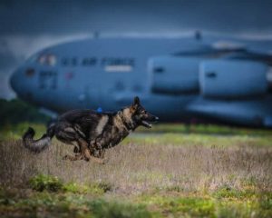 German Shepherd with Military Airplane