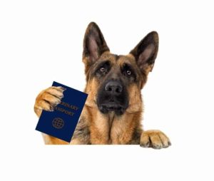 K9 dog holding pet passport