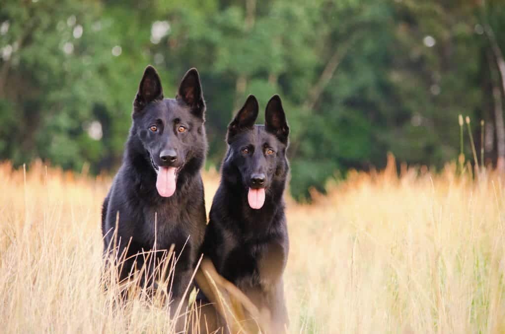 German-Shepherds_black-dogs-1024x678
