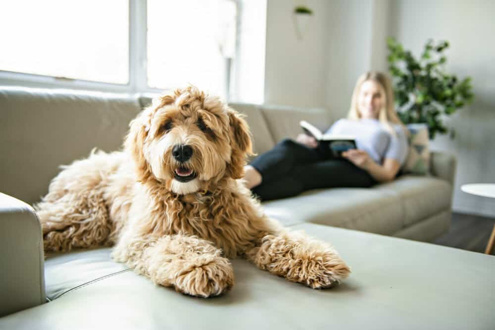 9 BEST DOG BREEDS FOR WOMEN LIVING ALONE