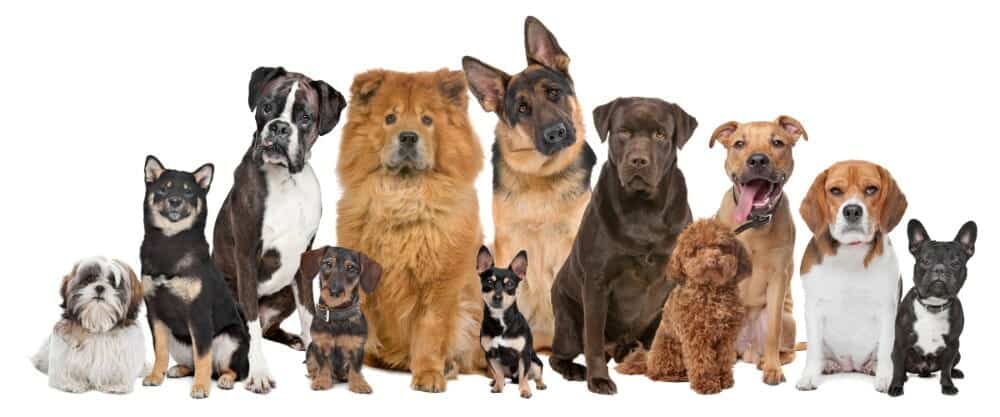 Group-of-Dogs-small