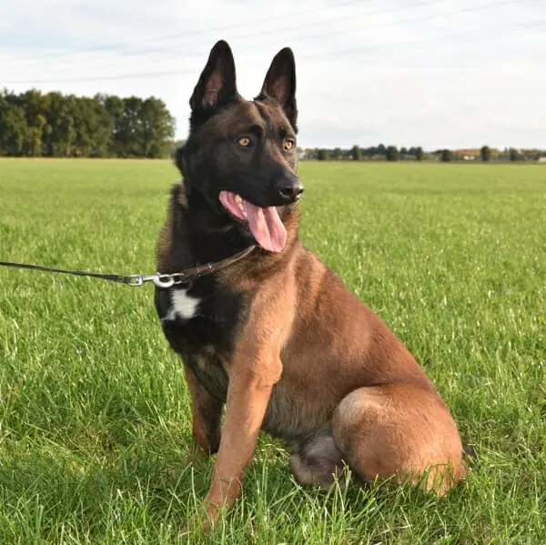 Gus-2-Belgian-Malinois-Family-Protection-Dog