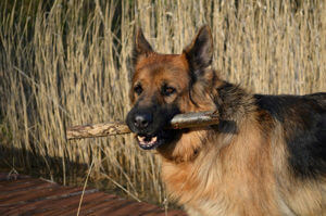 History-of-German-Shepherd-Protection-Dog-300x199