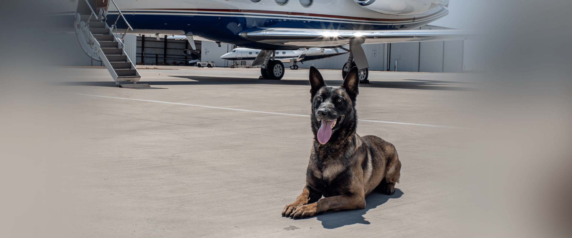 Belgian Malinois ready to protect the executive and family laying on runway