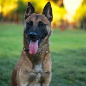 Iko-Belgian-Malinois-Home-Protection-Dog