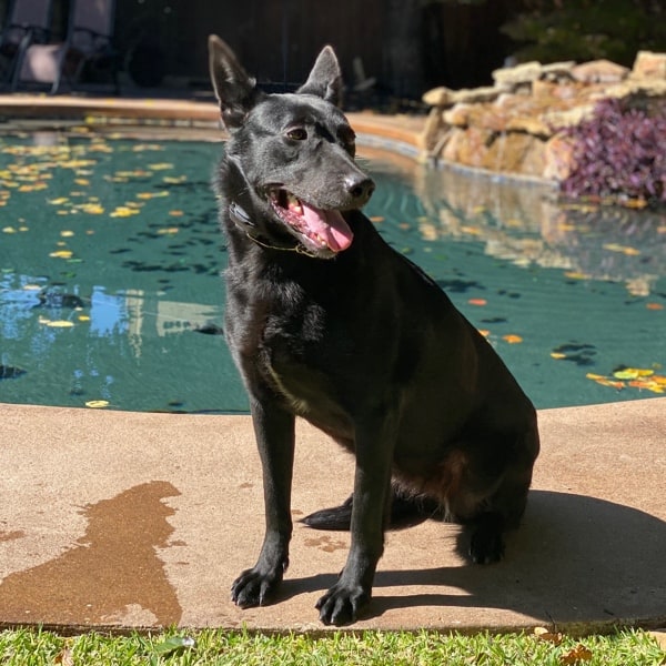 Indy-B6 Malinois Family Protection Dog K9 for sale