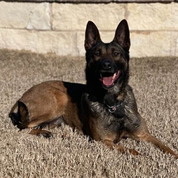 Jacky is a Belgian Malinois Family Protection Dog