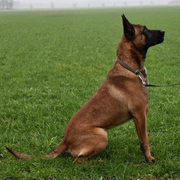 Jax-1-Belgian-Malinois-Family-Protection-Dog