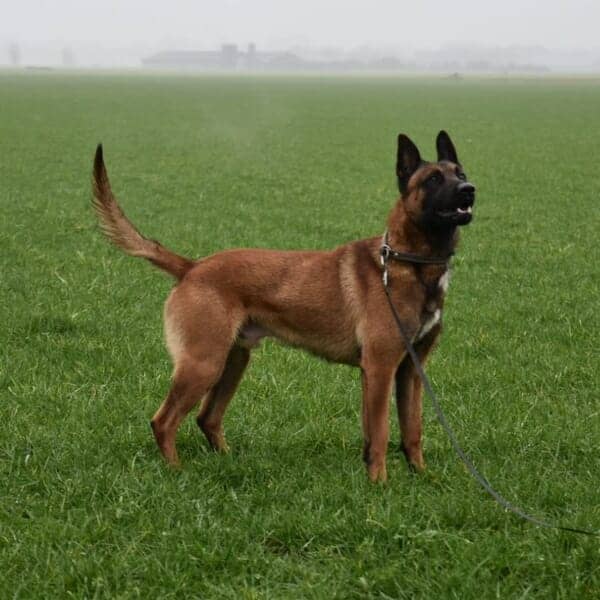 Jax-3-Belgian-Malinois-Family-Protection-Dog