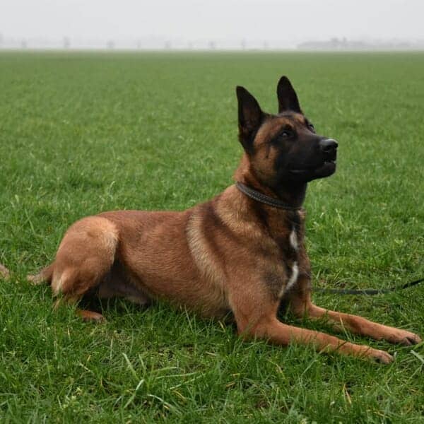 Jax-4-Belgian-Malinois-Family-Protection-Dog