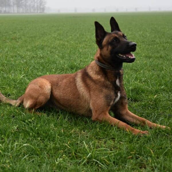 Jax-5-Belgian-Malinois-Family-Protection-Dog