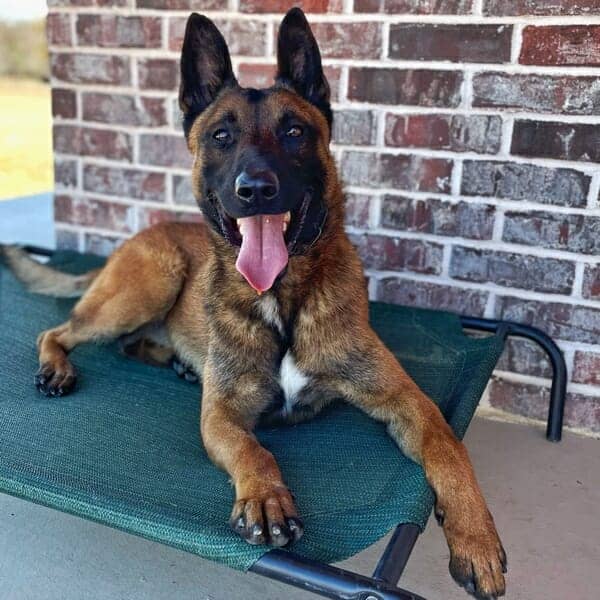 Jax-9-Belgian-Malinois-Family-Protection-Dog