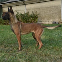 Jessie-Belgian-Malinois-Home-Protection-Dog
