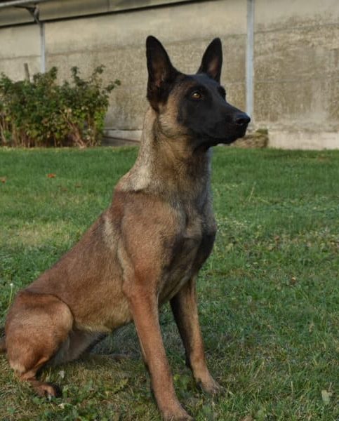 Jessie-Malinois-Guard-Dog-1