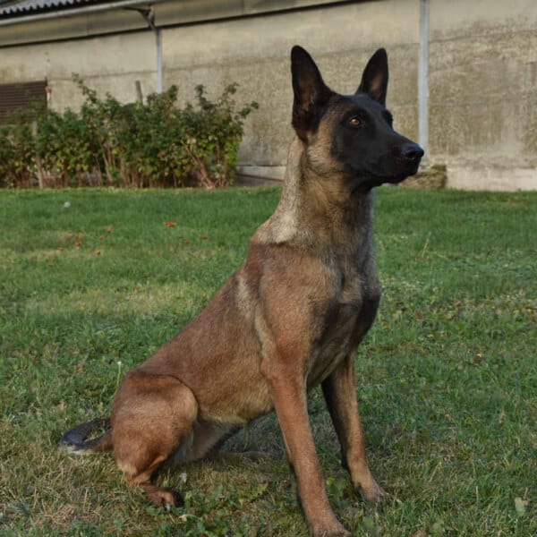 Jessie-Malinois-Guard-Dog-1