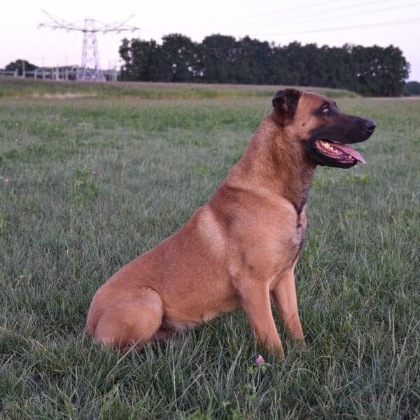 Juul-2-Malinois-Family-Protection-Dog-K9-for-Sale-1