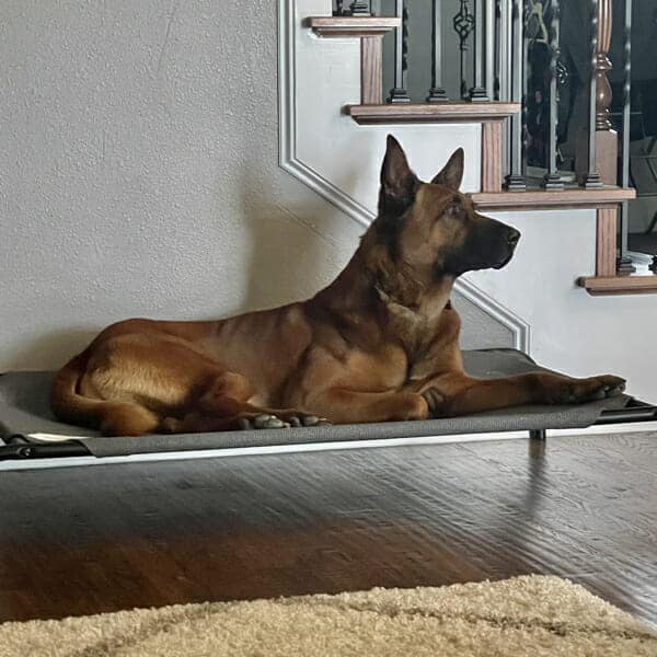 Kahn-9a-Belgian-Malinois-Family-Protection-Dog