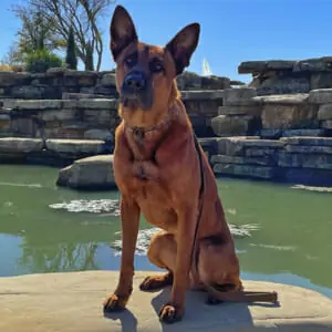 Kahn-9c-Belgian-Malinois-Family-Protection-Dog