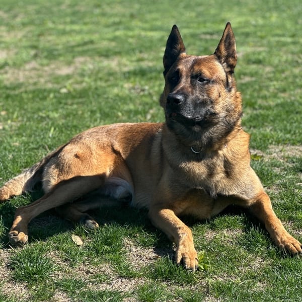 Kyan-2 Belgian Malinois Family Protection Dog