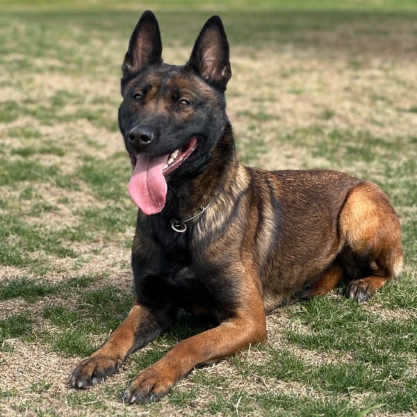 Kyra-1-Belgian-Malinois-Family-Protection-Dog