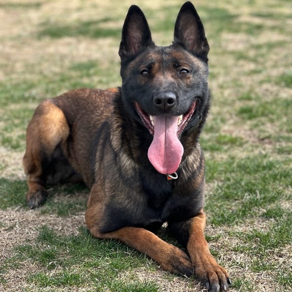 Kyra-2-Belgian-Malinois-Family-Protection-Dog