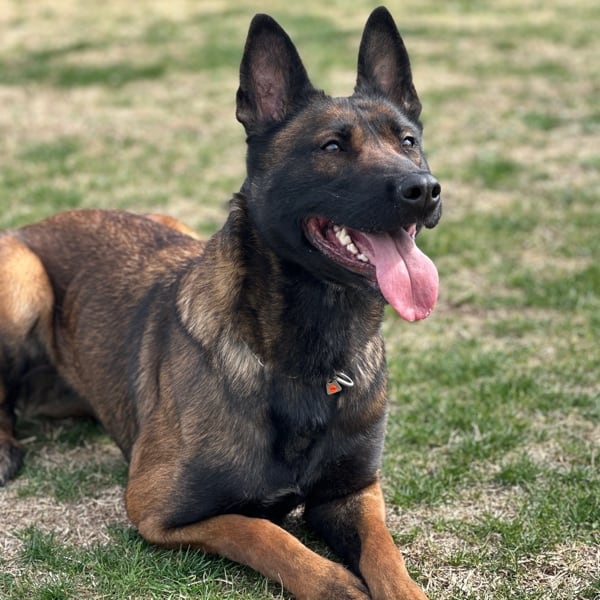 Kyra-5-Belgian-Malinois-Family-Protection-Dog