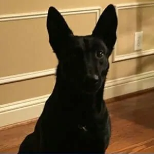 Layka-Belgian-Malinois-Protection-Dog