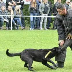 Leon-German-Shepherd-Guard-Dog-for-Sale
