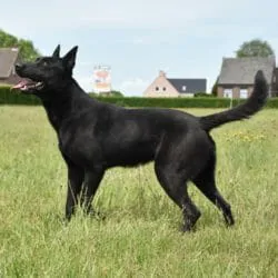 Leon-Malinois-Executive-Guard-Dog-for-Sale