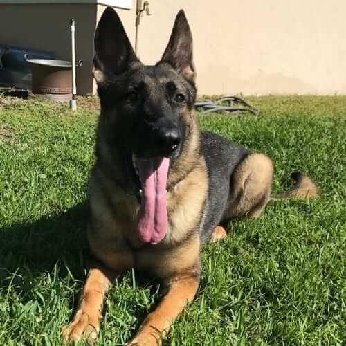 Luna-German-Shepherd-Executive-Guard-Dog