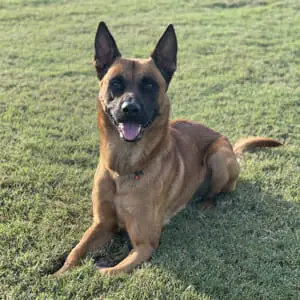 Macho-7-Belgian-Malinois-Family-Protection-Dog