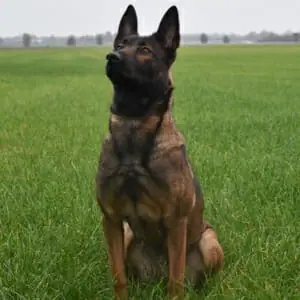 Max-1-Belgian-Malinois-Family-Protection-Dog