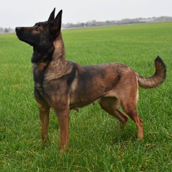 Max-3-Belgian-Malinois-Family-Protection-Dog