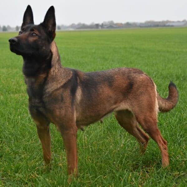 Max-4-Belgian-Malinois-Family-Protection-Dog