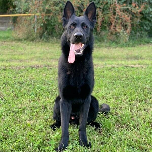 Migo-German-Shepherd-Family-Guard-Dog-1