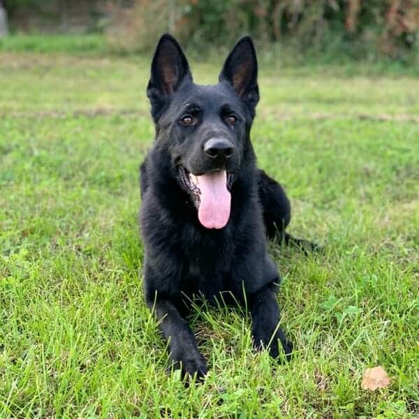 Migo-German-Shepherd-Family-Guard-Dog-2
